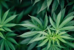 cannabis_webbanner_plant_natural