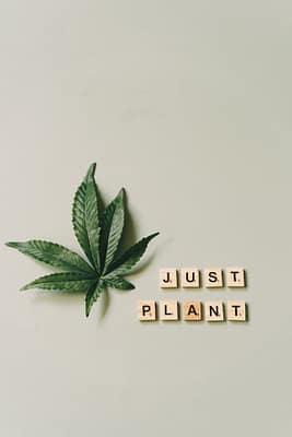 cannabis_webbanner_plant_natural